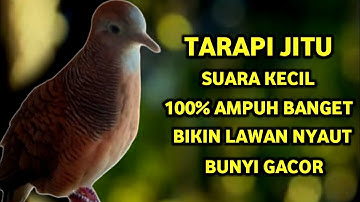 Perkutut Betina Memanggil Jantan Suara PALING BERHASIL Memancing Perkutut Jantan Langsung Manggung