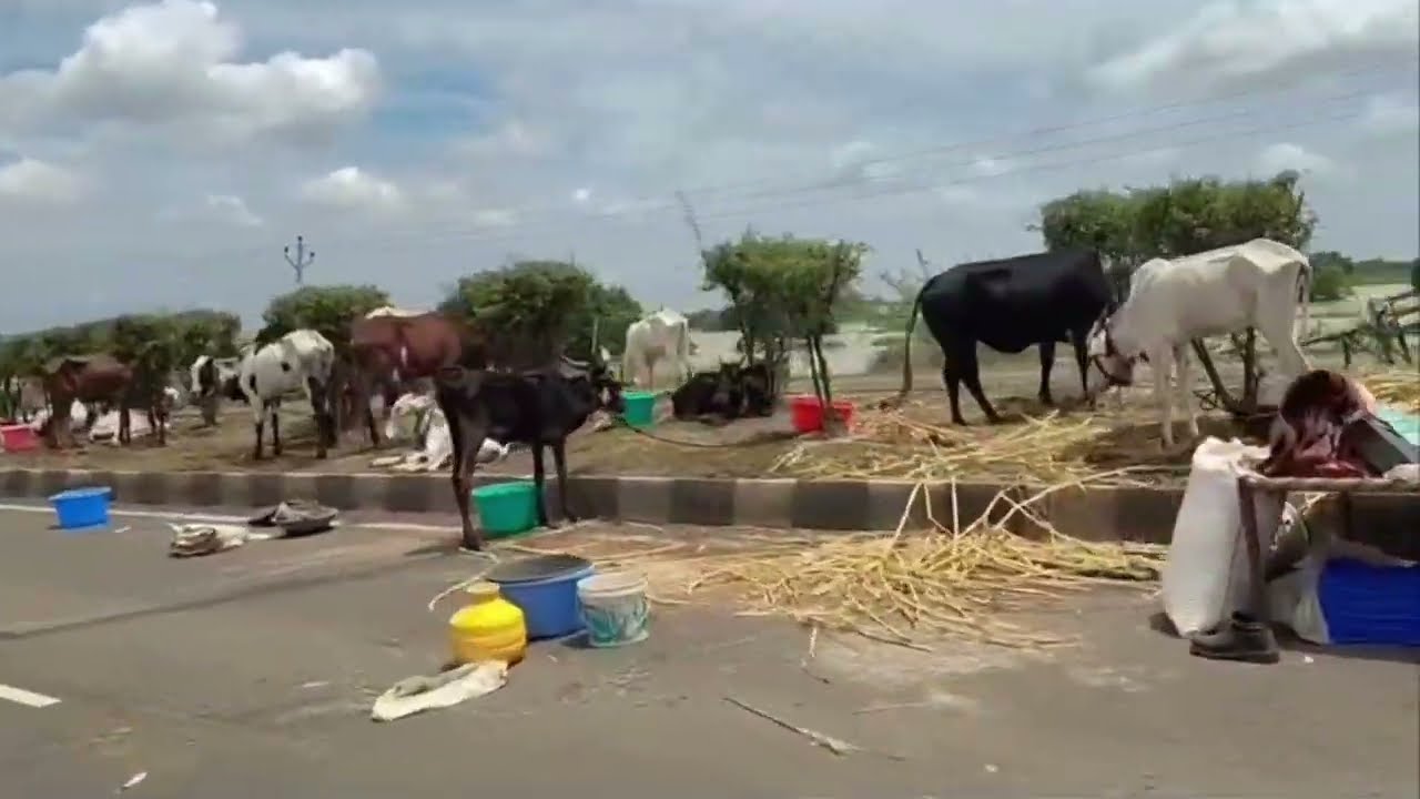 सध्याच्या पावसाची परिस्थितीती मुळे शेतकरी रस्त्यावर rain Maharashtra India agriculture loss flood