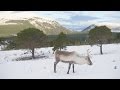 Adorable Reindeer and their calves graze in the Cairngorms