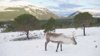 Adorable Reindeer and their calves graze in the Cairngorms