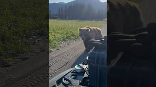 What would you do? #shorts #bear #animals #grizzlies #shortsfeed