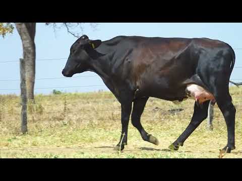 LOTE 13 6887CD