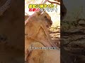 毒蛇に噛まれた！ 悲劇のライオン！   #ライオン #野生動物 #毒蛇 #衝撃映像 #自然界のサムネイル