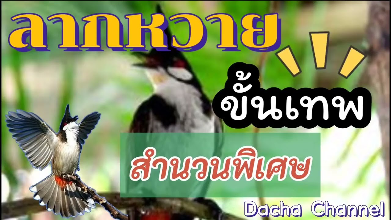 เสียงนกกรงหัวจุกลากหวายเบิ้ลๆขั้นเทพ 1