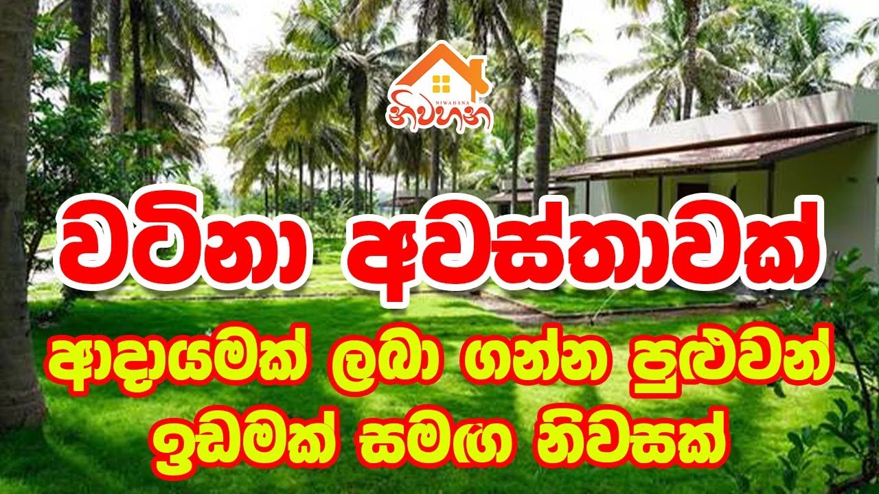 විශාල ආදායමක් ලැබෙන පොල් ඉඩම + නිවස | පර්චස් 80 | ලක්ශ 68 | Rare Opportunity!