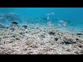 Dive With Me – Surrounded by a Beautiful School of Fish 🐟🌊