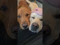 💻 Bring your dog to work with Shadow and Chance 🧡 #dogs
