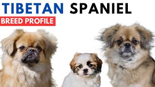 Tibetan Spaniel Breed Profile History  Price  Traits  Tibetan Spaniel Grooming Needs  Lifespan