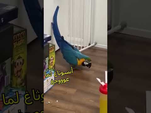 البيروكي تعوج خويا لعزيز
