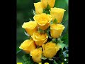Part A 77 Adamsaz Marwat Majlis 1983 Sarkai KAMAL Poetry Part A 77 Adamsaz Marwat Majlis 1983 Sarkai KAMAL Poetry