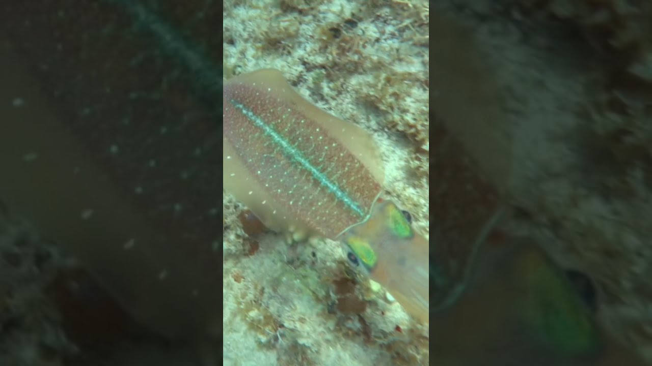 Sepioteuthis sepioidea, Caribbean Reef Squid