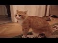 [кеХто приколы] Люто обиженный кот | Подборка приколов октябрь 2017