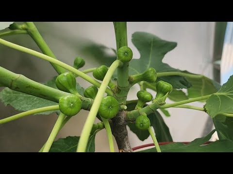 Every Fig Grower Needs This Variety (No Exceptions), I Will Show You Why. Growing Figs in Chicago 6a