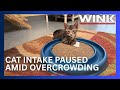 Collier County shelter pauses cat intake amid overcrowding, disease concerns