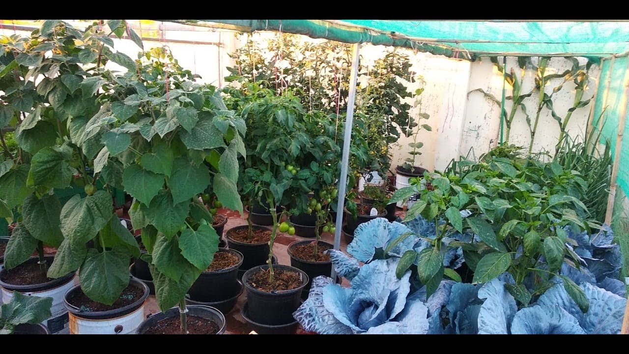 جولة في مزرعتي الصغيرة فوق السطح لشهر يونيو  2019 هدية العيد