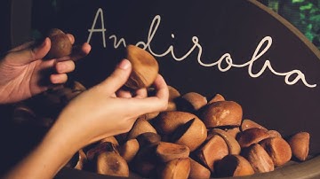 An experience in virtual reality through the Amazon with Natura Ekos