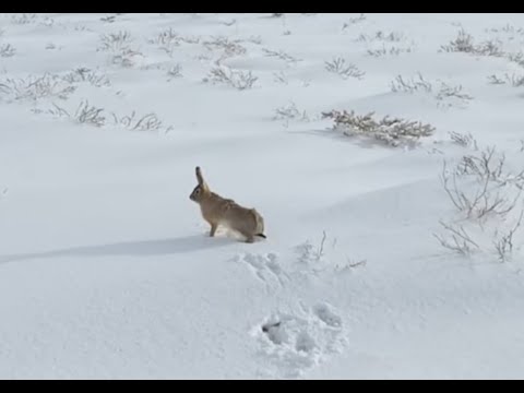 Труднодоступный заяц, очень много снега.