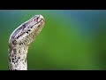 Squeeze's Hunting and Feeding Behavior
