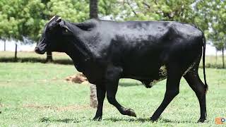 Lote 3   9595 CD