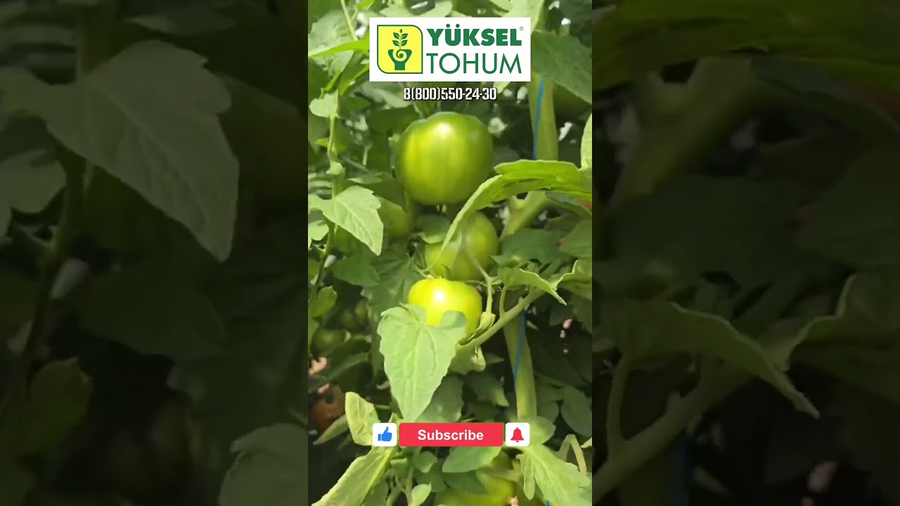 Мальгросс F1: Розовый гигант, который не трескается! 