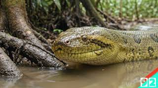 Giant Anaconda: A Silent Journey Through the Amazon Rainforest