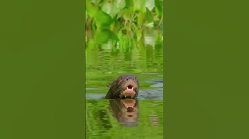 Cuộc Chiến Sinh Tồn: Rái Cá Đối Đầu Cá Sấu!