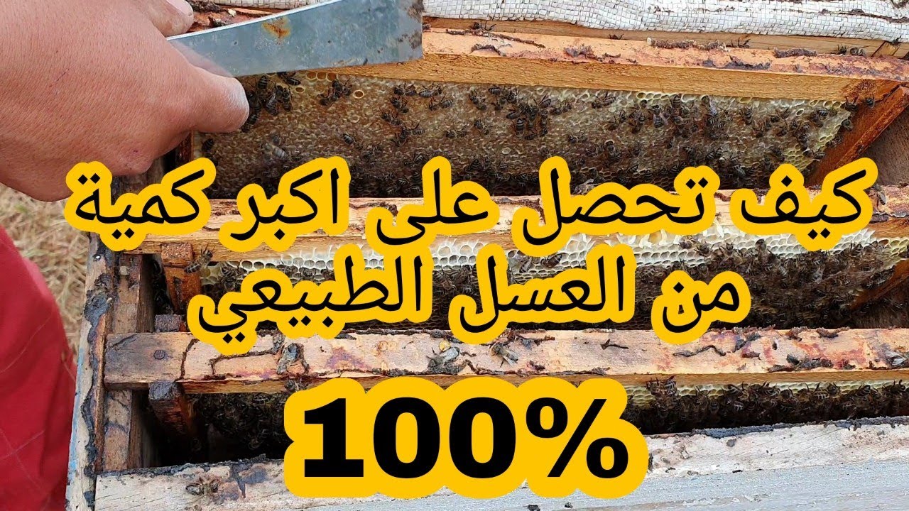 طريقتي في الحصول عل اكبر كمية من العسل