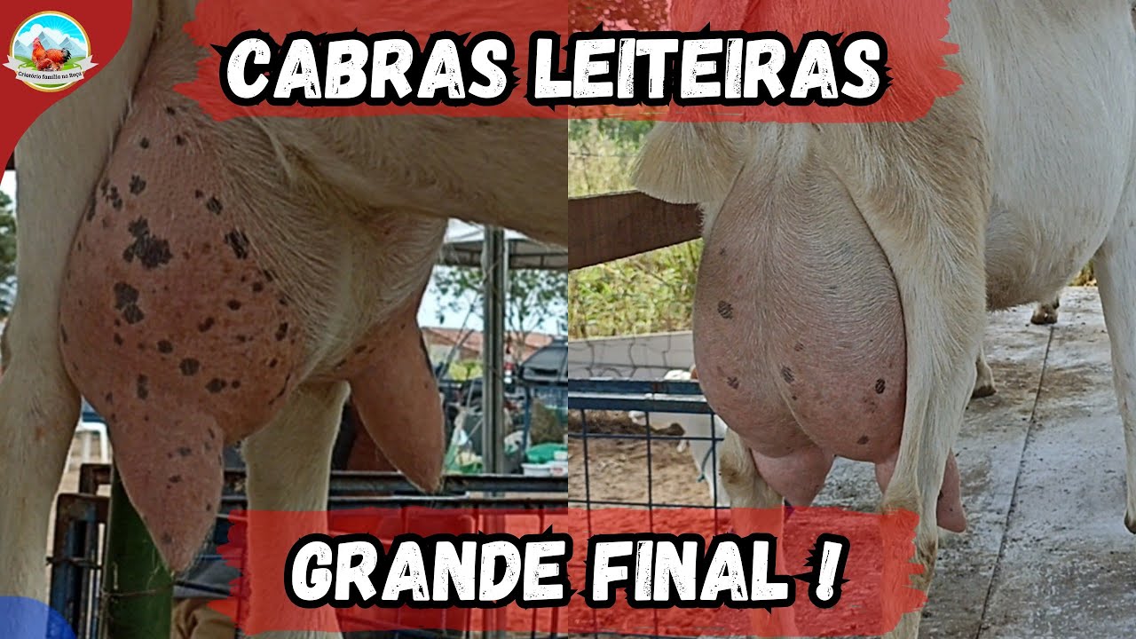 CRIAÇÃO DE CABRAS LEITEIRAS A FINAL DO TORNEIO LEITEIRO DO CAPRIL DA DONA VÂNIA 