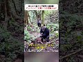 木の上で起きた予想外の出来事！ チンパンジーの驚くべき行動とは？ #野生動物 #チンパンジー #動物の世界 #自然の瞬間 #アフリカの大自然