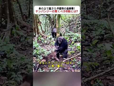 木の上で起きた予想外の出来事! チンパンジーの驚くべき行動とは? #野生動物 #チンパンジー #動物の世界 #自然の瞬間 #アフリカの大自然