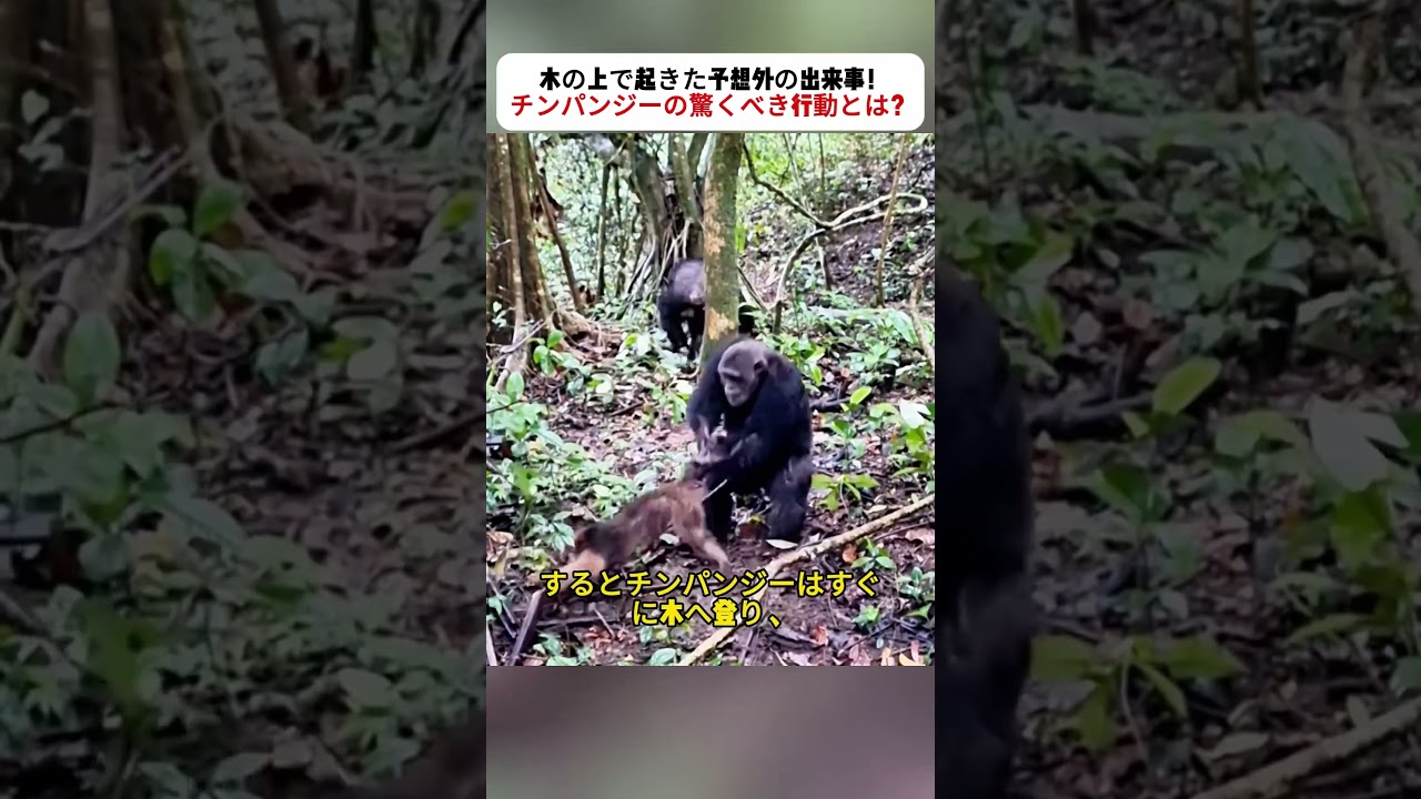 木の上で起きた予想外の出来事！ チンパンジーの驚くべき行動とは？ #野生動物 #チンパンジー #動物の世界 #自然の瞬間 #アフリカの大自然