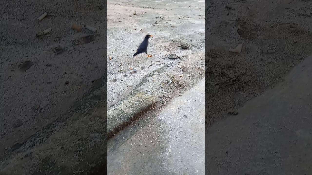 Burung jalak yg jinakk 