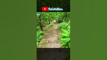 travel in vietnam - Suối Ô Tà Sóc An Giang #dulichvietnam #angiang #travel #asiantravel #nature