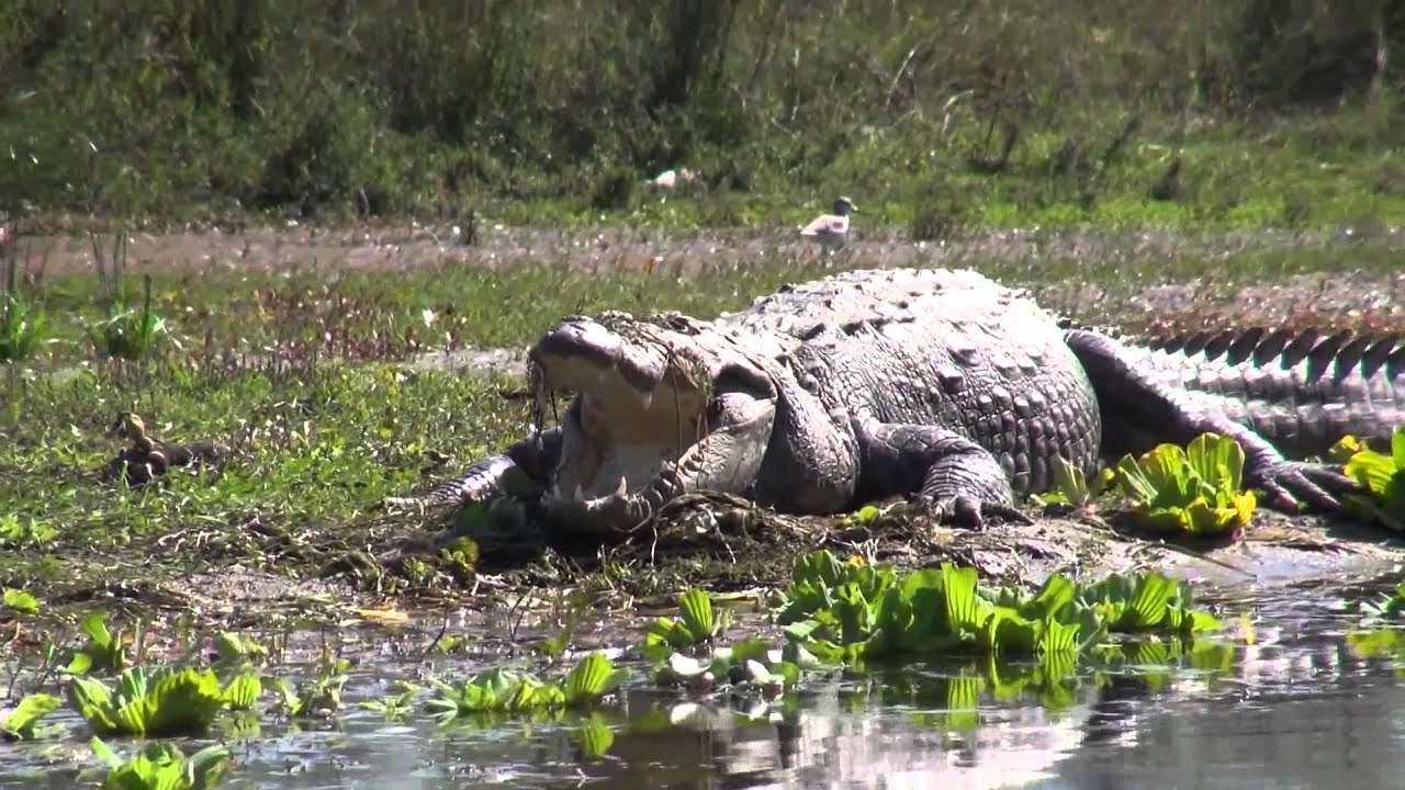 Crocs everywhere Chitiwan, Nepal YouTube