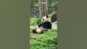 熊寶急需啃南瓜教程 | iPanda熊貓頻道 #Shorts