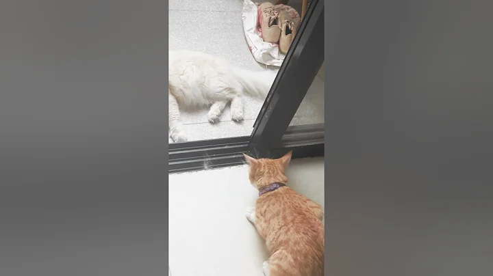 Video 11892231: cat snow, funny cat