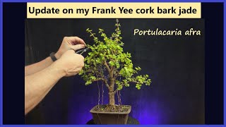 Update and maintenance pruning my Frank Yee cork bark jade - portulacaria afra bonsai tree