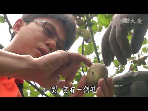 【農夫與他的田】20181130 - 臺灣原生奇異果