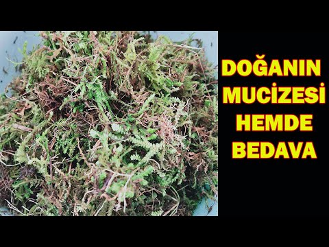 Video: Sphagnum yosunu ve turba yosunu arasındaki fark nedir?