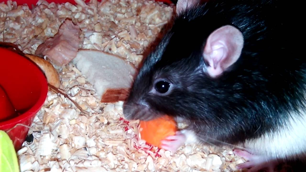 Крысам можно сельдерей. Рацион домашних крыс. Что едят мыши. Мышь пищевая.