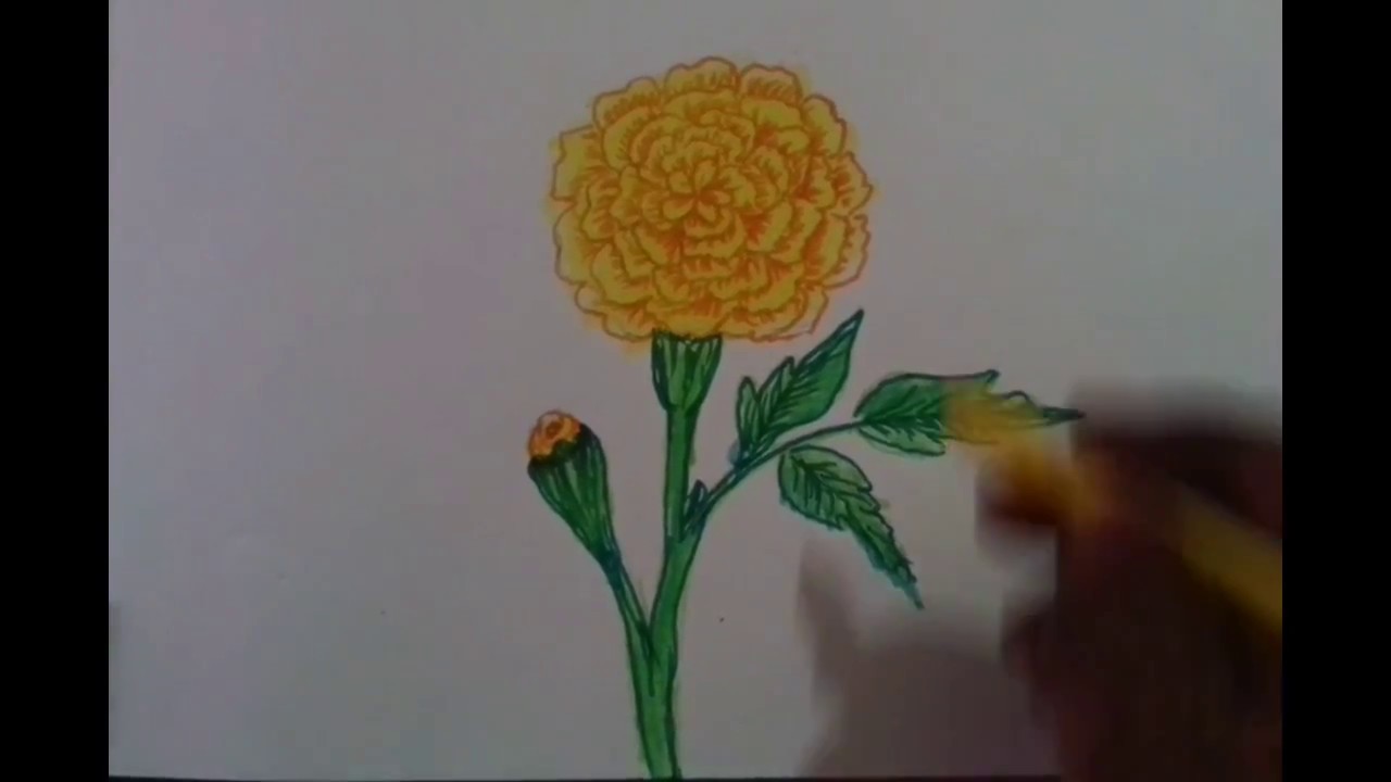 Creative Sketch Marigold Flower Drawing for Kindergarten