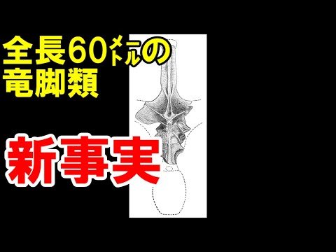 【ゆっくり解説】アンフィコエリアス【ゆっくり恐竜解説傑作選】