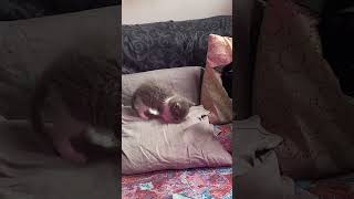 Уже умею мыться.. #shorts #tiktok #cat #goat #кузенька #animals #nature #котик #йорки