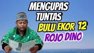 Katuranggan Perkutut || mengupas tuntas perkutut bulu ekor 12 rojo dino