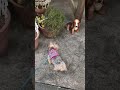 わんちゃんVS陶器犬