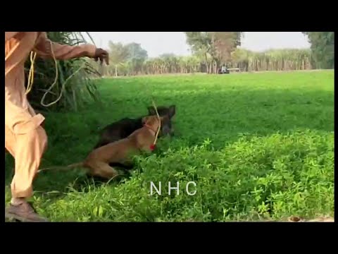 Soor ka shikar 2024 | Best Hunting dogs 🐕 | hogs dogs | Pig Shikar in Pakistan..