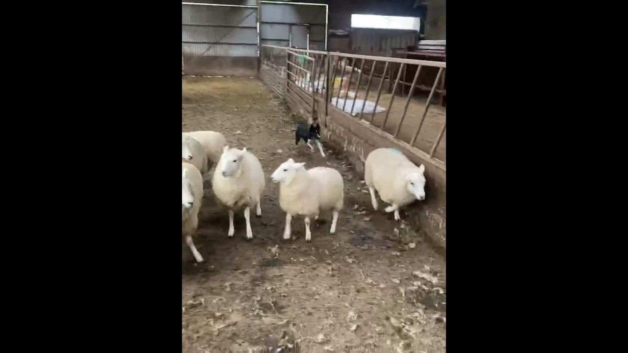 Lot 18 Tess farmers marts Dolgellau online sheepdog auction 16/11