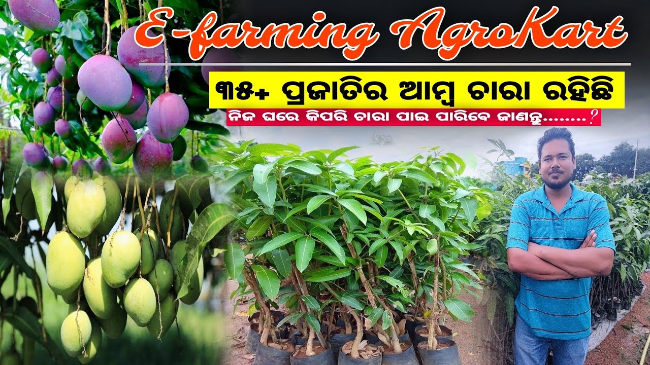 ୩୦ରୁ ଅଧିକ ପ୍ରଜାତିର ଆମ୍ବ ଚାରା E-Farming AgroKart ନର୍ସରୀ ରେ ଉପଲବ୍ଧ || Best Nursery In Odisha