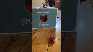 Purrform Playbox in action
