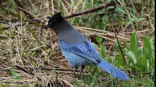 Steller's Jay Singing in Spring: Clear Birdsong Audio for Relaxation, Study & Nature Lovers screenshot 4